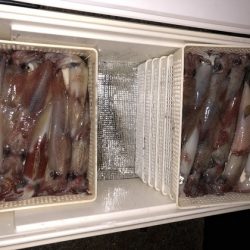 幸風（さちかぜ） 釣果