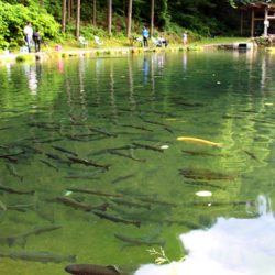 小菅トラウトガーデン 釣果