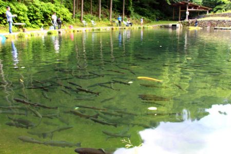 小菅トラウトガーデン 釣果