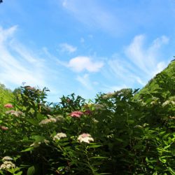 小菅トラウトガーデン 釣果