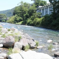 狩野川(狩野川漁業協同組合) 釣果