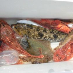 大進丸（新潟） 釣果