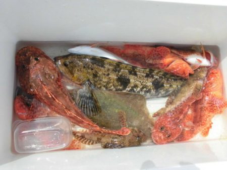 大進丸（新潟） 釣果