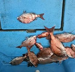 フィッシングガイド りょう 釣果