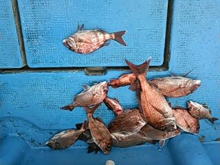 フィッシングガイド りょう 釣果
