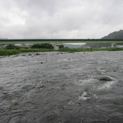 狩野川(狩野川漁業協同組合) 釣果
