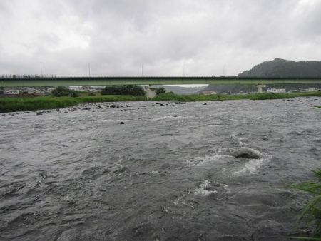狩野川（狩野川漁業協同組合） 釣果