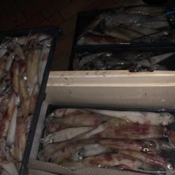 幸風（さちかぜ） 釣果