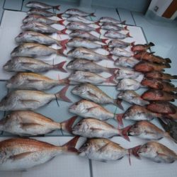 遊漁船 幸友丸 釣果