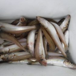 遊漁船 幸友丸 釣果