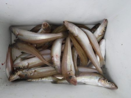 遊漁船 幸友丸 釣果