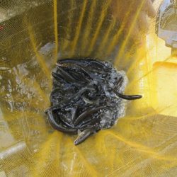 狩野川(狩野川漁業協同組合) 釣果