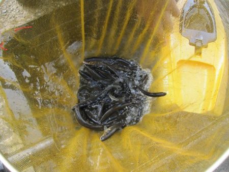 狩野川（狩野川漁業協同組合） 釣果