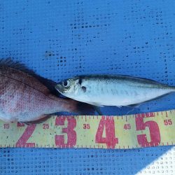 第二常豊丸 釣果