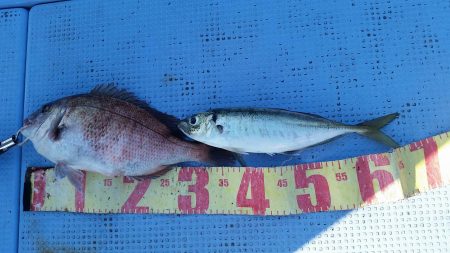 第二常豊丸 釣果