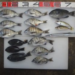 のとじま臨海公園海づりセンター 釣果