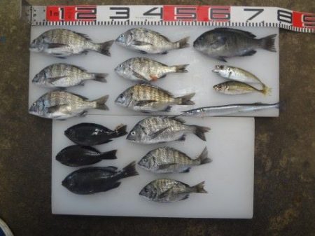 のとじま臨海公園海づりセンター 釣果