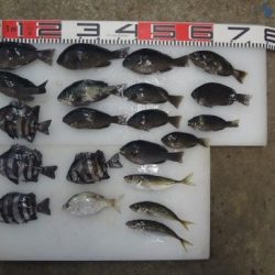 のとじま臨海公園海づりセンター 釣果