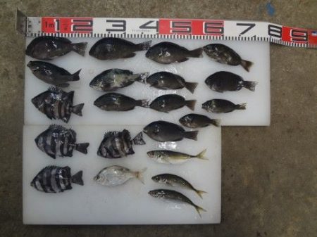 のとじま臨海公園海づりセンター 釣果