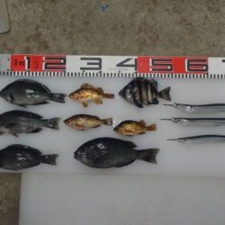 のとじま臨海公園海づりセンター 釣果