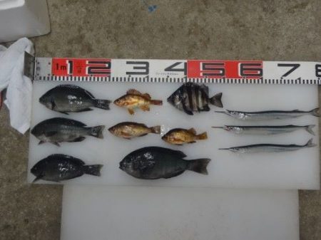 のとじま臨海公園海づりセンター 釣果