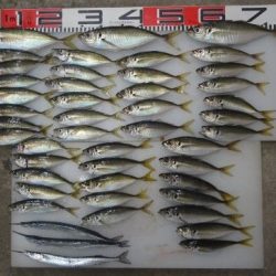 のとじま臨海公園海づりセンター 釣果