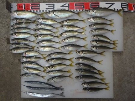 のとじま臨海公園海づりセンター 釣果