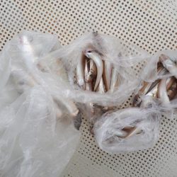 釣り船くわだ 釣果