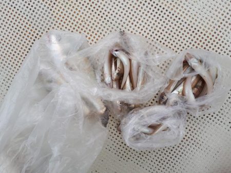 釣り船くわだ 釣果