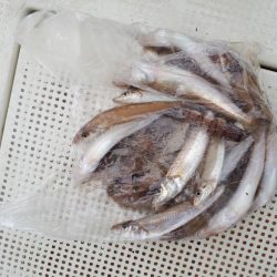 釣り船くわだ 釣果