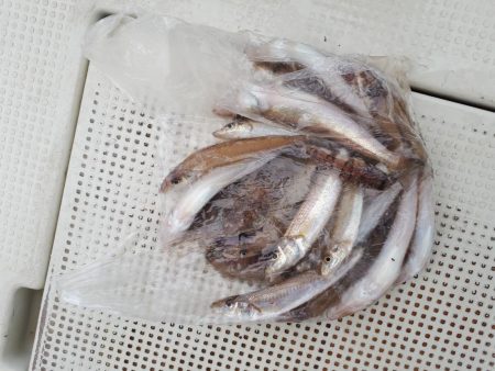 釣り船くわだ 釣果