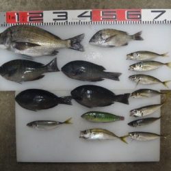 のとじま臨海公園海づりセンター 釣果