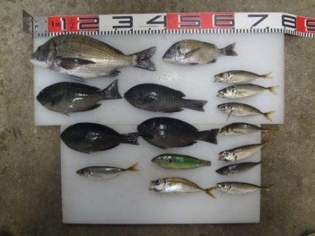 のとじま臨海公園海づりセンター 釣果