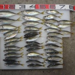 のとじま臨海公園海づりセンター 釣果