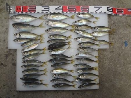 のとじま臨海公園海づりセンター 釣果