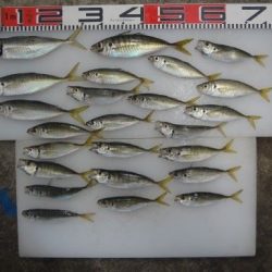 のとじま臨海公園海づりセンター 釣果