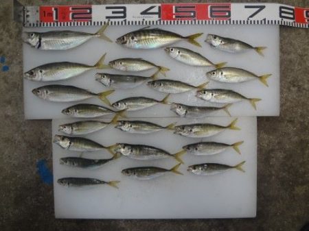 のとじま臨海公園海づりセンター 釣果