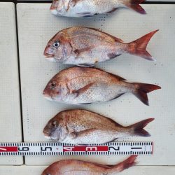 釣り船くわだ 釣果