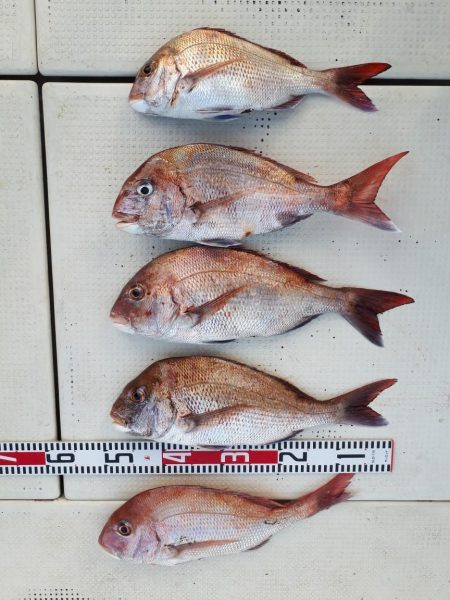 釣り船くわだ 釣果