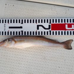 釣り船くわだ 釣果