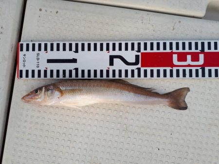 釣り船くわだ 釣果