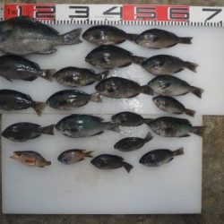 のとじま臨海公園海づりセンター 釣果