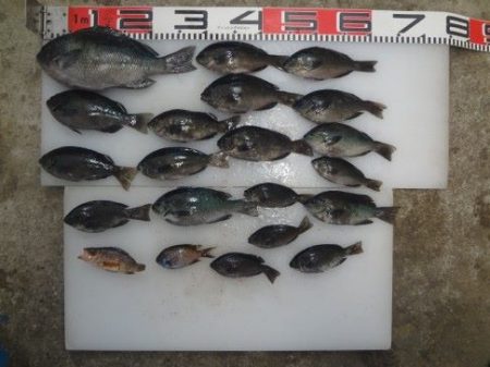 のとじま臨海公園海づりセンター 釣果