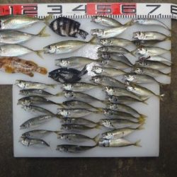 のとじま臨海公園海づりセンター 釣果