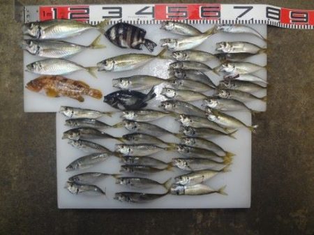 のとじま臨海公園海づりセンター 釣果