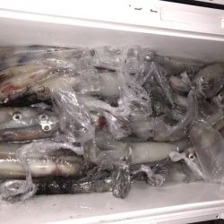 幸風（さちかぜ） 釣果