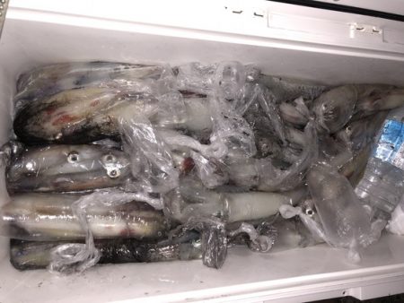 幸風（さちかぜ） 釣果