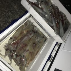 寿裕 （YOSHIHIRO） 釣果