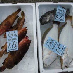 大進丸(新潟) 釣果