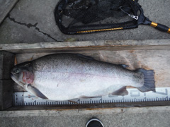 すそのフィッシングパーク 釣果